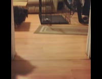 Grey Dog Wood Floor Struggles to Walk In Blue Socks