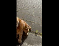 Dog licks ice cream and swallows stick