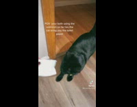 Black cat delivers note on collar 