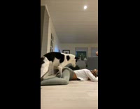 Dog humps owner after owner fake collapses onto the floor