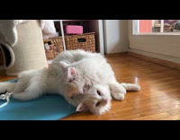 Collab PLC - Cat lick back of head of another cat