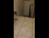 Guy and brown cat play fetch ball