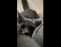 Collab PLC - Cat tries to jump scare hooman