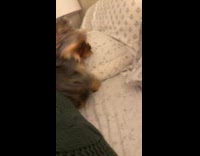 Yorkie dog with zoomies spin around on bed