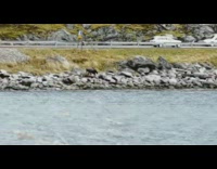 Moose swims across the river towards the filmer