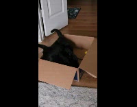 Collab Clips MPUGC2 - Cats playing inside catnip box