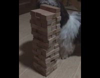 Small black white dog plays jenga game
