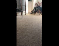 Collab KaleSaladIG - Dog carries water bowl in mouth