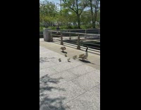 Family of geese park small brown dog 