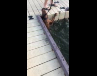 Man pull dog out from the water