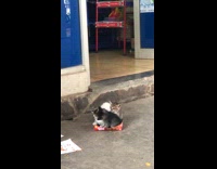 Four cats trying to fit in the same box 