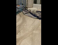 Retriever puppy slips on floor and gets up