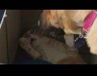 Brown dog scares cat in storage box 