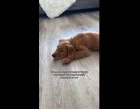 Dog lies down floor paws on crate