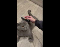 Grey cat gets brushed 