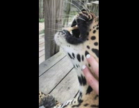 Girl white nail polish pets cheetah leopard 