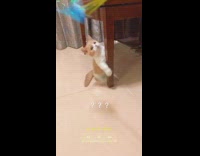 Kitten plays with blue pinwheel spinning toy 