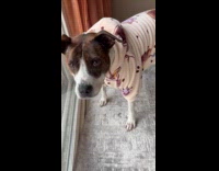 Dog wears jacket first Canadian winter experience