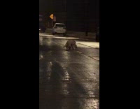 Man sees racoons mating on road 