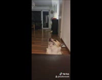 Brown dog stands scratches side of couch