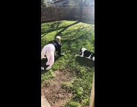 woman on grass pic of dog 