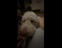 Dog swallows whole babybel