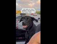 Collab PubityPets - Man records his dogs smile, lets people rate it