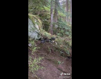 Group of black otters running into water 