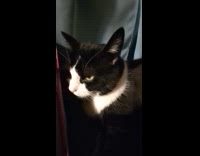 Submitter pets cat on head gets sleepy