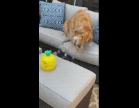 Dog bites bubbles coming out of pineapple 
