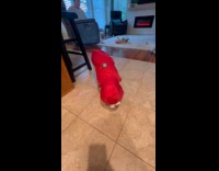 Woman calls dog wearing new red raincoat