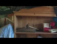 Bird nest found on bookshelf in shed with babies 