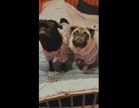 Two pugs standing on bed wear matching pajamas 