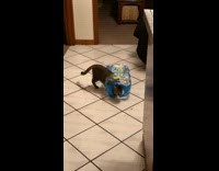 Cat pass through plastic wrapper on floor