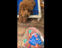 Dog gets excited on heart shape treats
