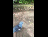 Crested Blue bird walks on the walkway near filmer