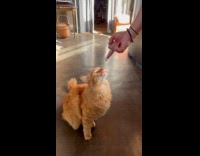 Collab PLC - Orange cat lick cream cheese on finger