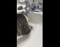 Cat puts paw inside hole sink water