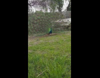 Peacock bird feathers backyard grass wood fence