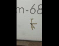 Ant climbs the billboard and carry the dead bug