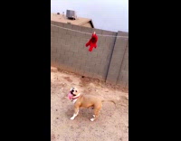Dog jumps to reach hanging red toy