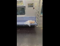 Bag of bread in train 