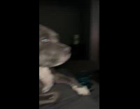 Filmer watch sports game with pet dog