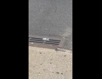 Super tiny rat crawls on sidewalk 