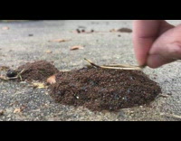 Guy pokes brown ants protecting their eggs 