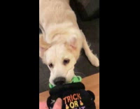 Man shot slow motion playing tug with dog