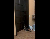 Cat jump and pull down door handle