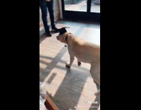 Collab BitchIG2 - Dog graduates academy black cap