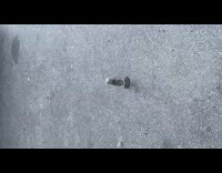 Guy walking down street sees grey toy