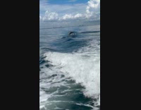 Dolphin swim jump from boat trail ripple